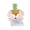 Columna vertebral flexible didáctica en miniatura