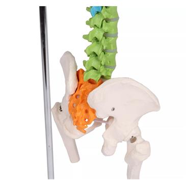 Columna vertebral flexible didáctica en miniatura