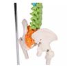 Columna vertebral flexible didáctica en miniatura