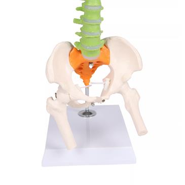 Columna vertebral flexible didáctica en miniatura