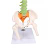 Columna vertebral flexible didáctica en miniatura