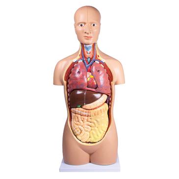 Torso clásico asexuado de 12 piezas