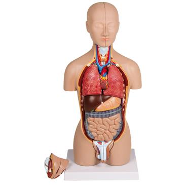 Torso bisexual tamaño medio desmontable en 16 piezas