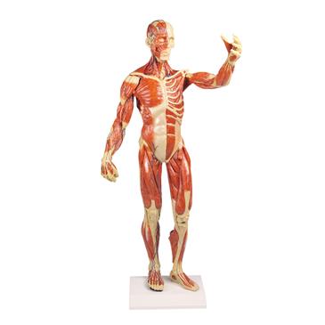Figura humana de tamaño reducido con estructura muscular