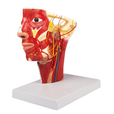 Modelo de arterias de la cabeza