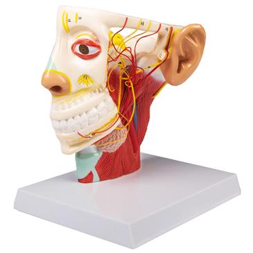 Modelo de nervios de la cabeza