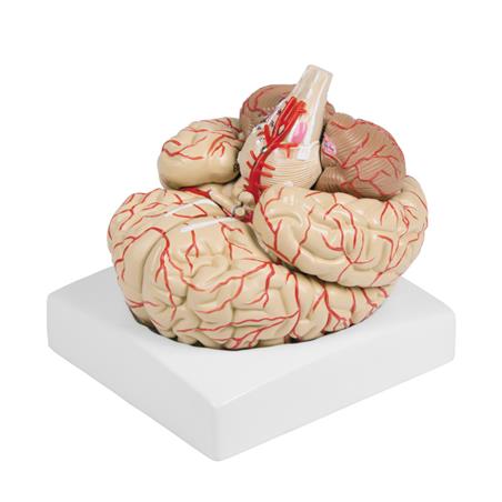 Modelo de cerebro con arterias de 9 partes