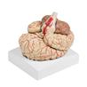 Modelo de cerebro con arterias de 9 partes