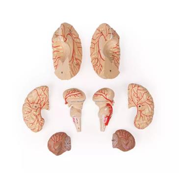 Modelo de cerebro con arterias de 9 partes