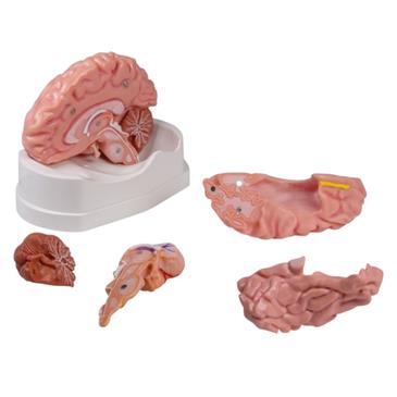 Modelo de cerebro anatómico de 5 piezas