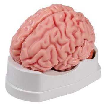 Modelo de cerebro anatómico de 5 piezas