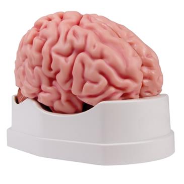 Modelo de cerebro anatómico de 5 piezas
