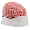 Modelo de cerebro anatómico de 5 piezas