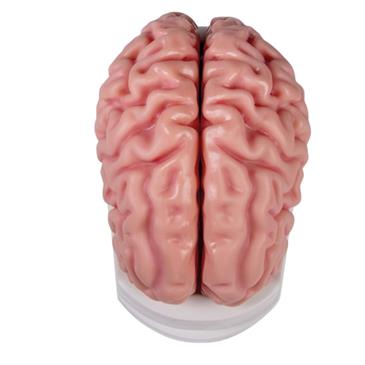 Modelo de cerebro anatómico de 5 piezas
