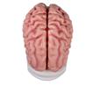 Modelo de cerebro anatómico de 5 piezas