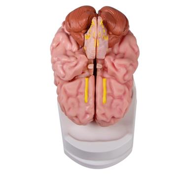 Modelo de cerebro anatómico de 5 piezas