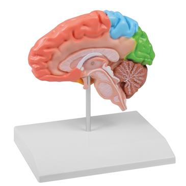 Modelo de mitad de cerebro didáctico