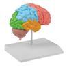 Modelo de mitad de cerebro didáctico