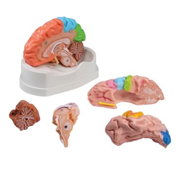 Modelo de cerebro de 5 piezas didáctico