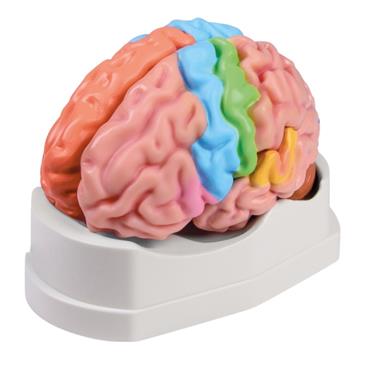 Modelo de cerebro de 5 piezas didáctico