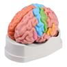 Modelo de cerebro de 5 piezas didáctico