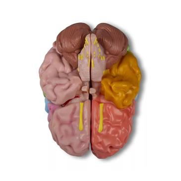 Modelo de cerebro de 5 piezas didáctico