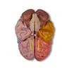 Modelo de cerebro de 5 piezas didáctico