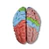 Modelo de cerebro de 5 piezas didáctico