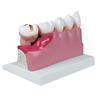 Modelo dental inferior derecho, 4 veces su tamaño natural