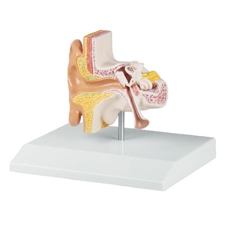 Modelo de oreja, 1.5 veces su tamaño natural