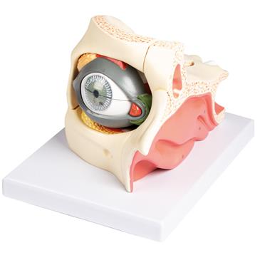 Modelo de ojo agrandado con cuenca ocular y párpado separable en 13 partes