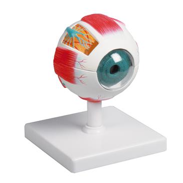 Modelo de ojo de 6 piezas, 4 veces su tamaño natural
