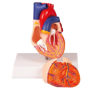 Modelo de corazón de 2 piezas