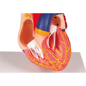 Modelo de corazón de 2 piezas
