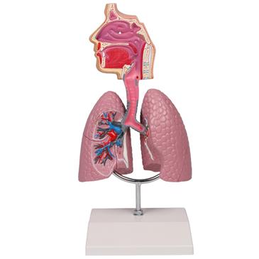 Modelo de sistema respiratorio humano
