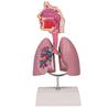 Modelo de sistema respiratorio humano