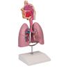 Modelo de sistema respiratorio humano