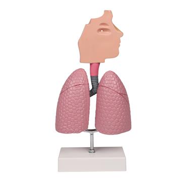 Modelo de sistema respiratorio humano