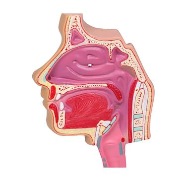 Modelo de sistema respiratorio humano