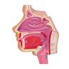 Modelo de sistema respiratorio humano