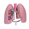 Modelo de sistema respiratorio humano