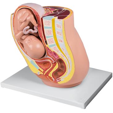 Modelo de pelvis con feto de 32 semanas embarazo
