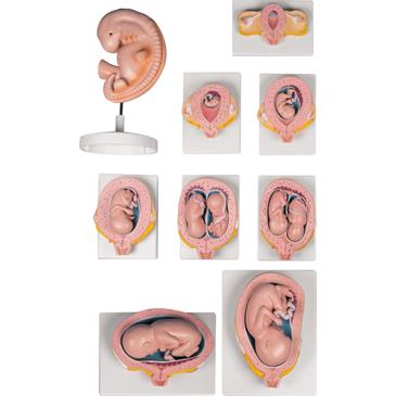 Set de 9 modelos de embarazo