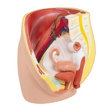 Modelo de pelvis femenina de 3 piezas, tamaño natural