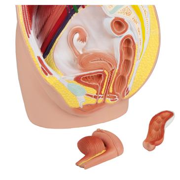 Modelo de pelvis femenina de 3 piezas, tamaño natural