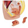 Modelo de pelvis femenina de 3 piezas, tamaño natural