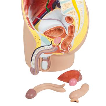 Modelo de pelvis masculina de 4 piezas, tamaño natural