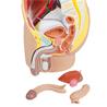 Modelo de pelvis masculina de 4 piezas, tamaño natural