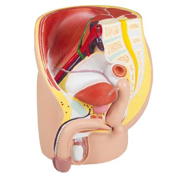 Modelo de pelvis masculina de 4 piezas, tamaño natural