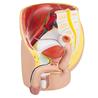 Modelo de pelvis masculina de 4 piezas, tamaño natural